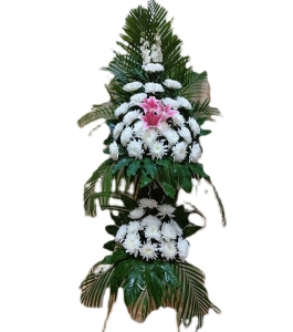 פ-ջٺϡɢβҶϣ˫»<Ứ>